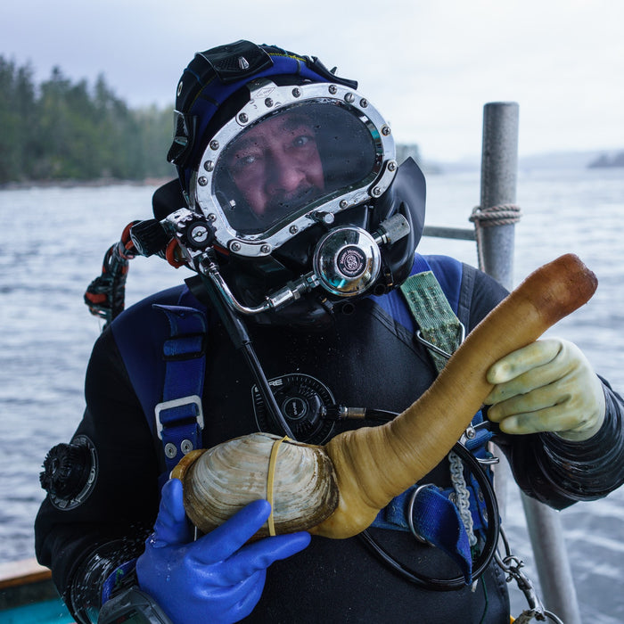 A person in a diving suit holding up a large geoduck clam.