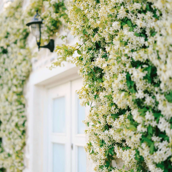 Star Jasmine Espalier (7823954051327)