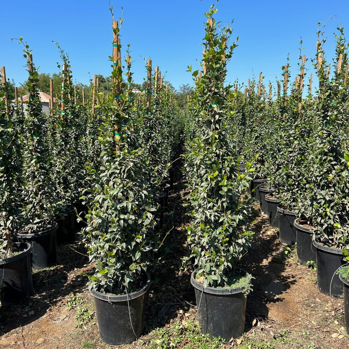 Star Jasmine Plant