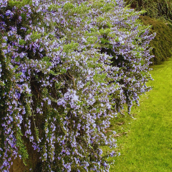 Trailing Rosemary shrub in garden
