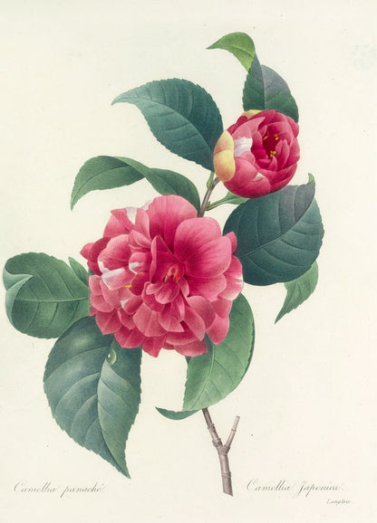 Variegated Camellia (Camellia japonica, Plate 18) by Pierre Joseph Redouté, 1827