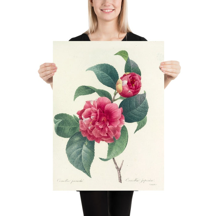 Variegated Camellia (Camellia japonica, Plate 18) by Pierre Joseph Redouté, 1827