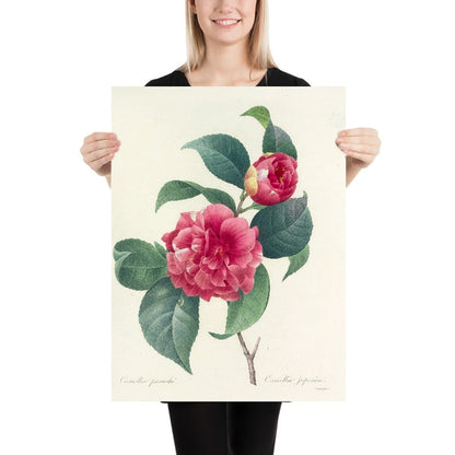 Variegated Camellia (Camellia japonica, Plate 18) by Pierre Joseph Redouté, 1827