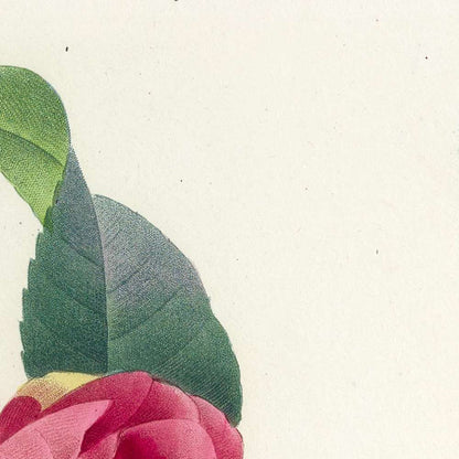 Variegated Camellia (Camellia japonica, Plate 18) by Pierre Joseph Redouté, 1827