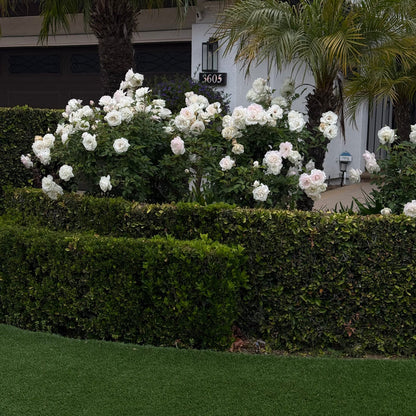 White Iceberg Shrub Rose