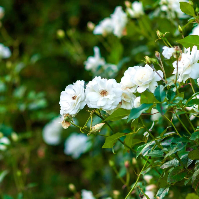 White Iceberg Shrub Rose (7823953133823)